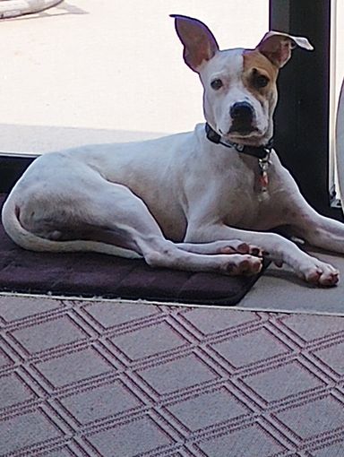 Condo HOA does not allow dogs, but service dogs are an excpetion.