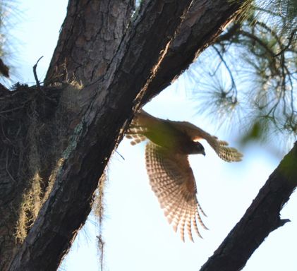Hawk in flight 